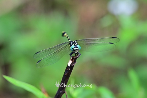 Lamelligomphus ringens