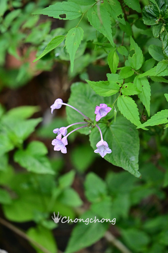 East-Himalayan Bell-Bush