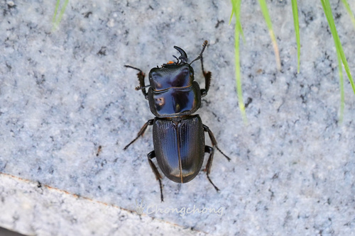 Dorcus hirticornis