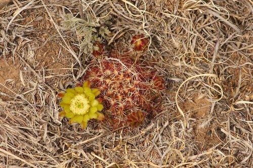 Green-flower Hedgehog Cactus