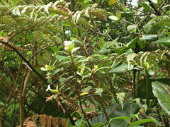 Image of Hillia palmana