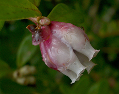 Cavendishia capitulata image
