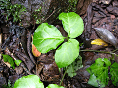 Solanum phaseoloides image