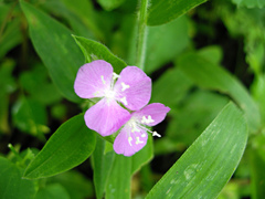 Tradescantia poelliae image