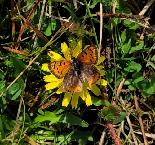 Small Copper
