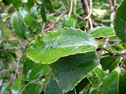 Macrohasseltia macroterantha image