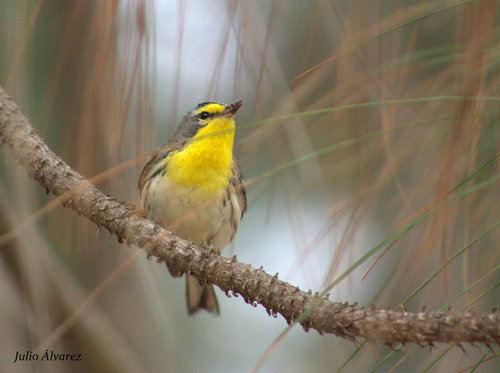 Grace's Warbler