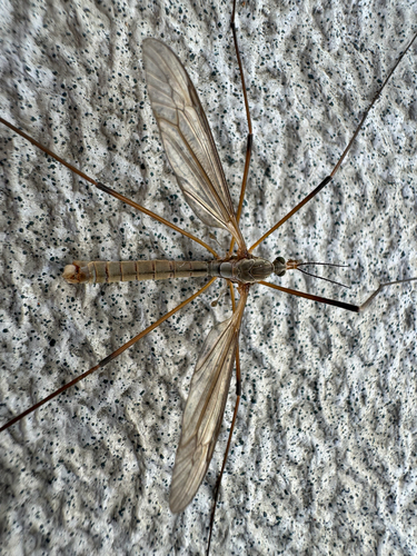 Unknown species found near NE 16th Way, Gresham, OR, US