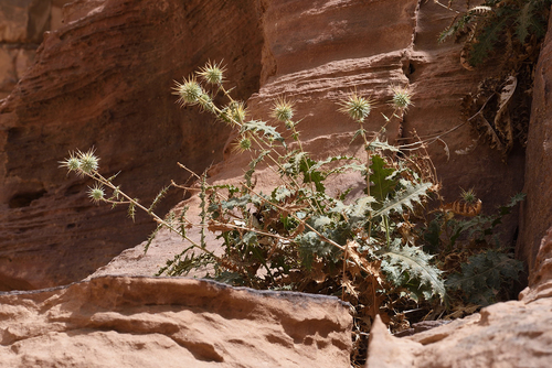 Echinops glaberrimus