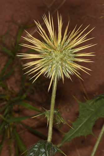 Echinops glaberrimus