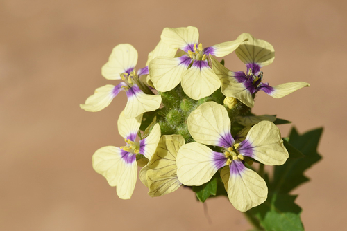 Enarthrocarpus strangulatus · iNaturalist