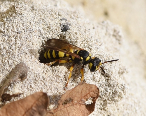 Cerceris arenaria nuotrauka