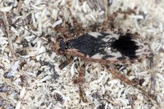 Image of Homalocoris varius
