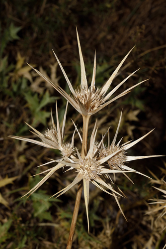 Mediterranean Sea Holly (Eryngium heldreichii)