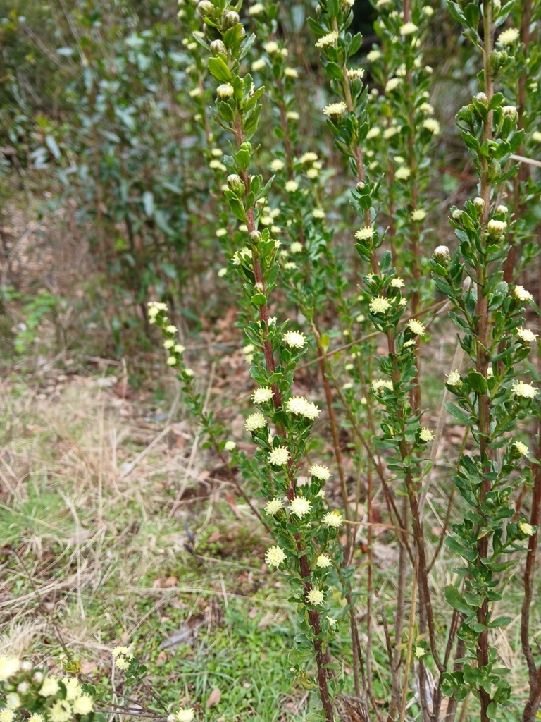 Baccharis