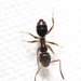Hormigas Olorosas - Photo (c) Aaron Stoll, todos los derechos reservados, uploaded by Aaron Stoll
