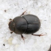 Onthophagus tuberculifrons - Photo 由 Jay L. Keller 所上傳的 (c) Jay L. Keller，保留所有權利