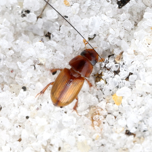 Alloblackburneus