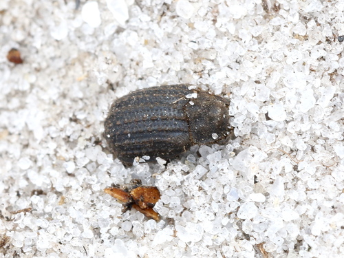 Trox floridanus