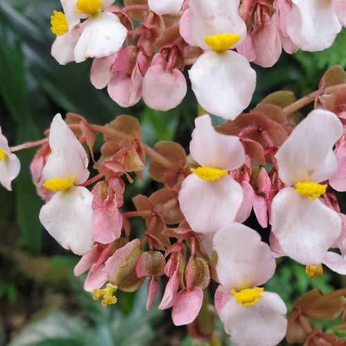 Star Begonia