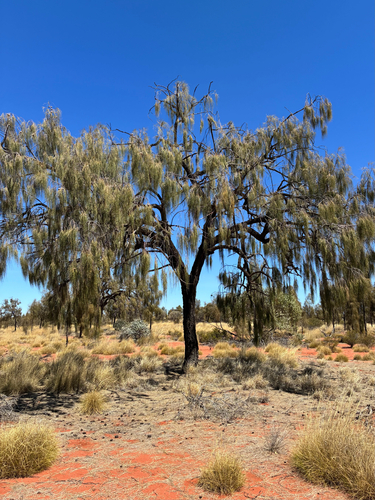 Allocasuarina decaisneana (F.Muell.) L.A.S.Johnson