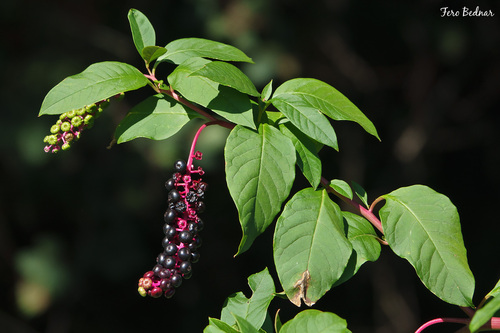 Phytolacca americana