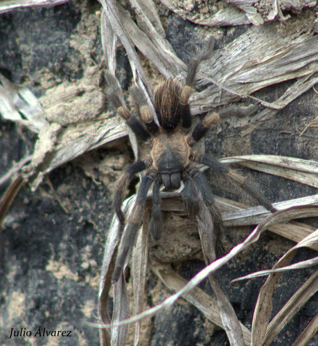 Mexican Dwarf Redleg Tarantula