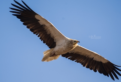 Egyptian Vulture