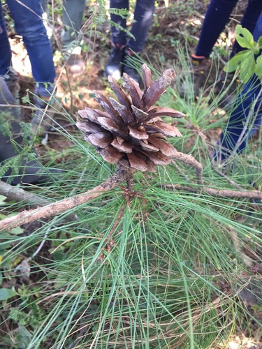 Pinus georginae