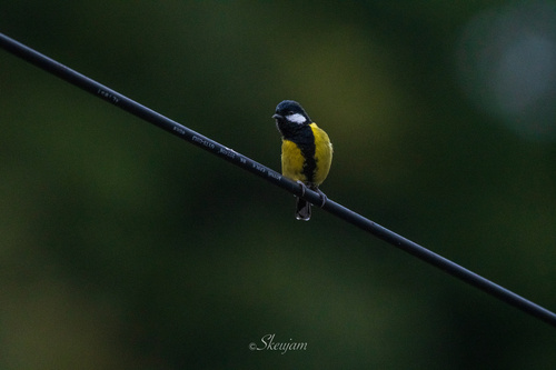 Green-backed Tit