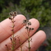 Narrow-leaved Bedstraw - Photo (c) Sean Carson, all rights reserved