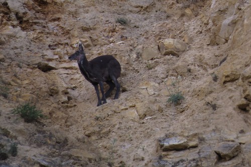 Siberian Musk Deer