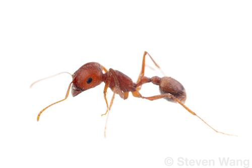 Pogonomyrmex hoelldobleriPogonomyrmex hoelldobleri
