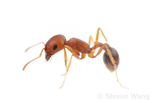 大睚须蚁Pogonomyrmex magnacanthus