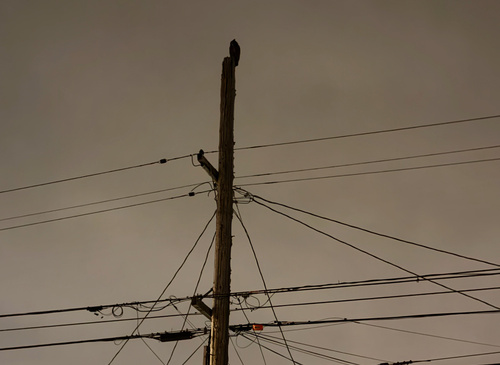 View observation of {o.common_name} on iNaturalist