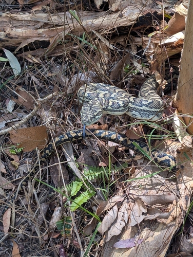 Coastal Carpet Python sighting