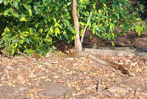 Coastal Carpet Python sighting