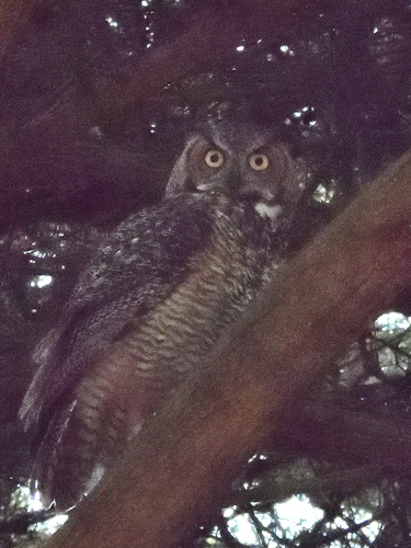 View observation of {o.common_name} on iNaturalist