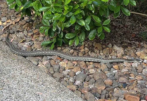 Coastal Carpet Python sighting