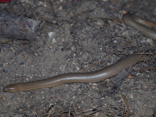 iNaturalist observation photo of Northern Rubber Boa