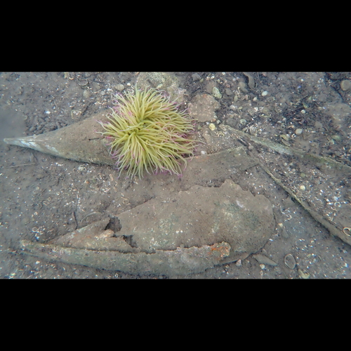 Pinna nobilis