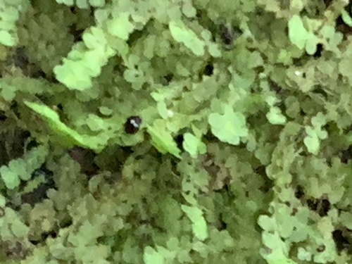 Radula fulvifolia
