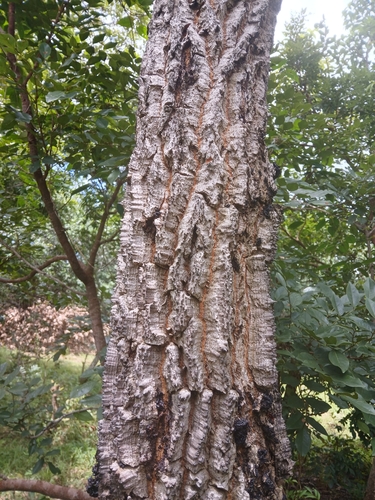 red kapok tree