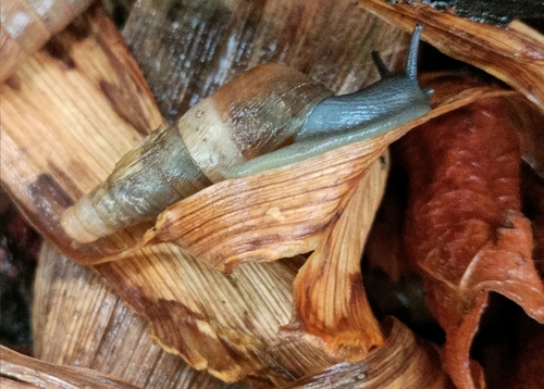 Decollate Snail