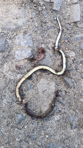 Collared Black-headed Snake