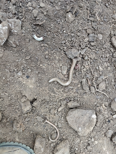 Eastern Slowworm