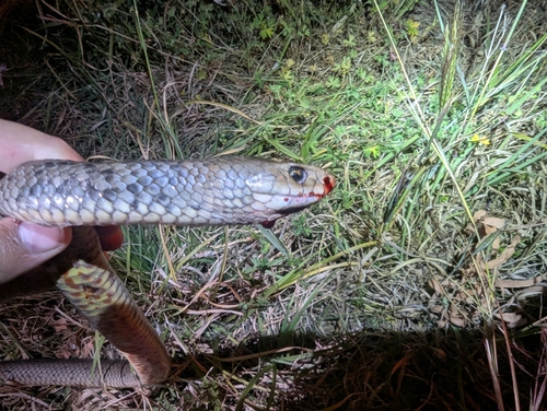Eastern Brown Snake sighting