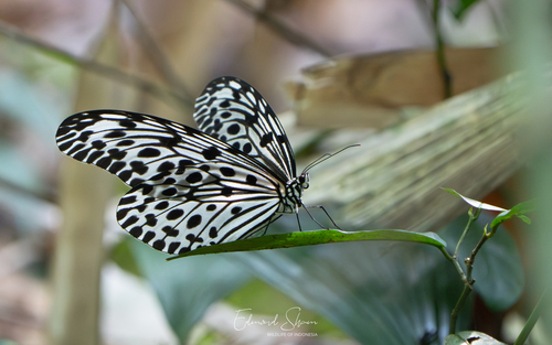 Common Tree Nymph