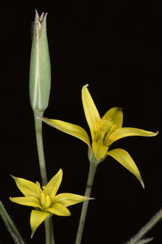 Gagea circumplexa