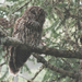Père David's Owl - Photo (c) David Beadle, all rights reserved, uploaded by David Beadle
